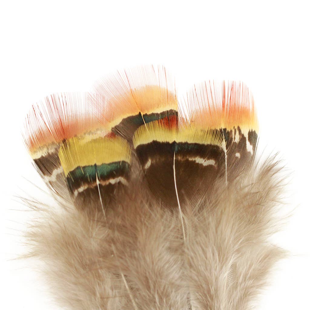 Natural pheasant plumage feathers packaged .10 OZ 1.5-3"