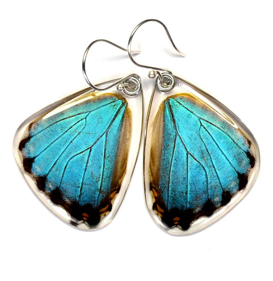 Butterfly earrings, Blue Morpho Portis