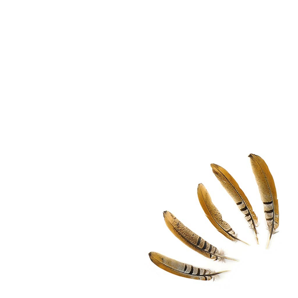 Venery Pheasant Tails - Natural - 6 - 8"